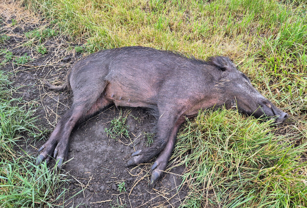 Afrikanische Schweinepest
