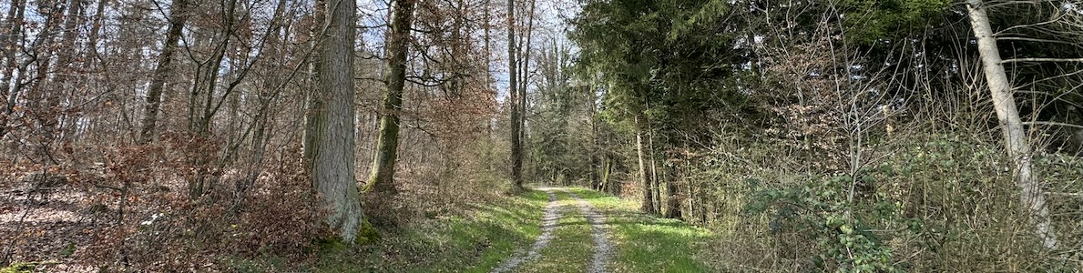 IMG 7574 Waldweg