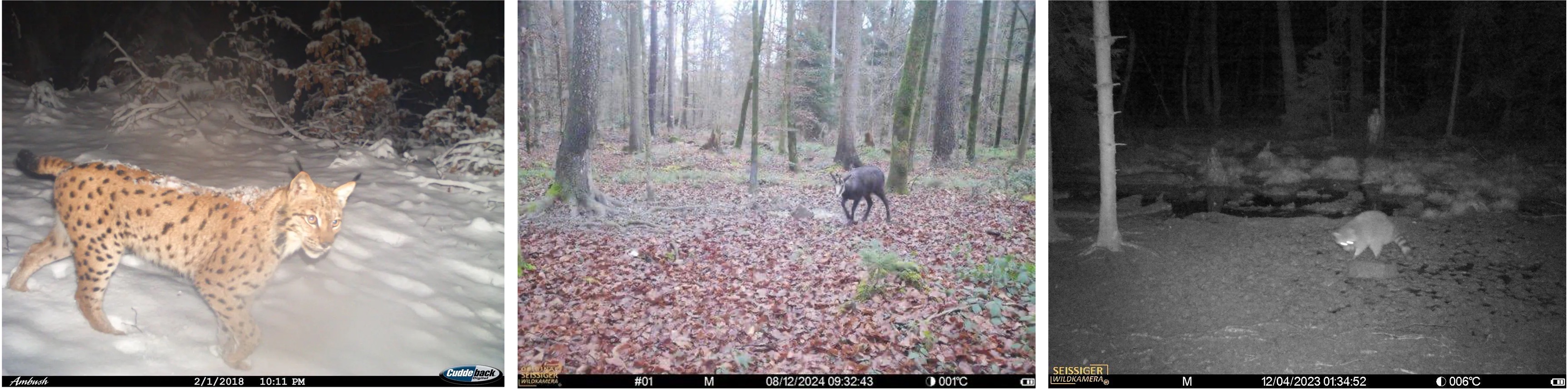 Luchs Gams Waschbar