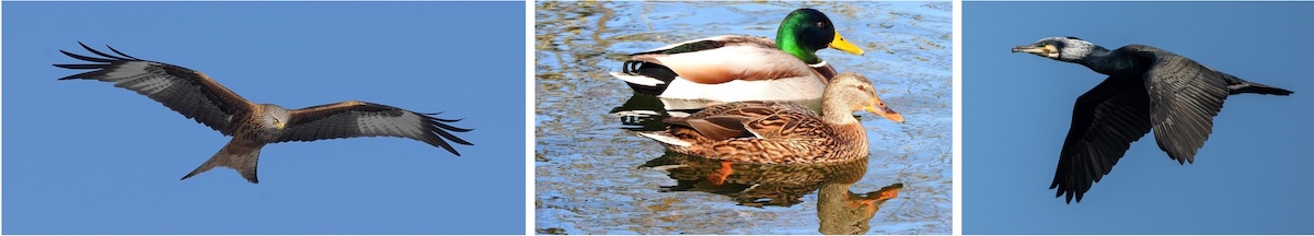 Milan Enten Kormoran zugeschn