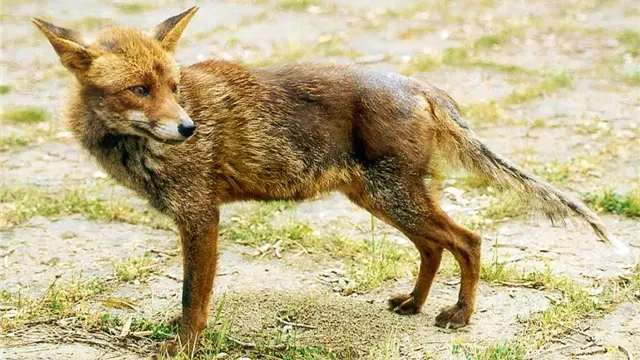 Raude beim Fuchs