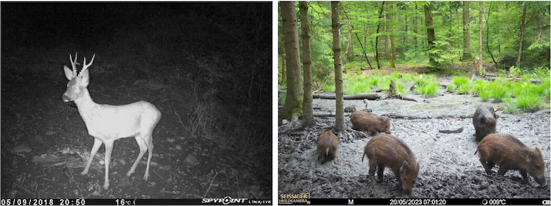 Rehbock Wildschweine zugeschn