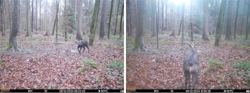 Sichtung Gams im Revier 01 02 verkl